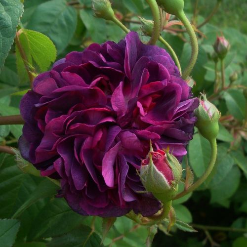 Rosen Online Shop - Rosa Reine des Violettes - violett - hybrid perpetual rosen - stark duftend - Mille-Mallet - Sie blüht während der ganzen Saison und duftet angenehm süß. Die Blätter auf ihren praktisch dornenlosen Ästen sind dunkelgrün.